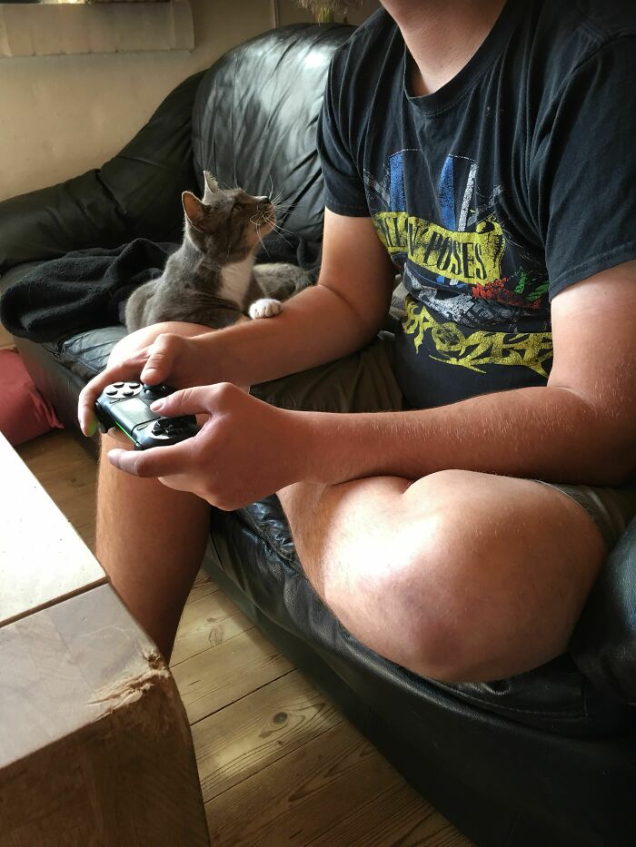 You All Deserve Someone In Your Lives Who Looks At You The Same Way My Cat Looks At My Boyfriend