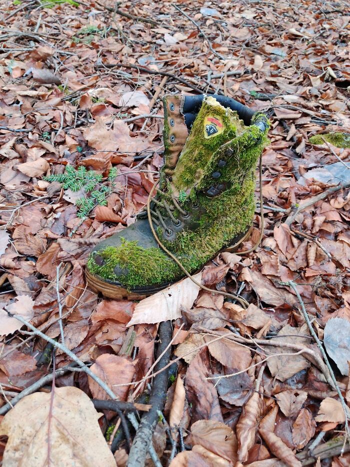 This Boot I Found In The Woods Is Covered In Moss