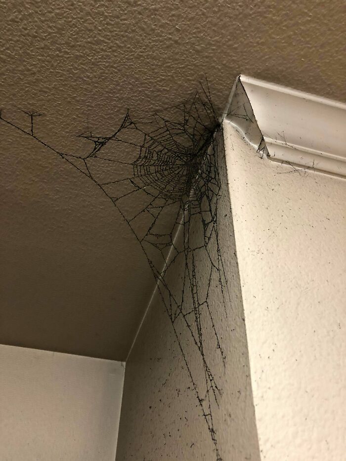This Spiderweb Covered In Soot From A Small Kitchen Fire