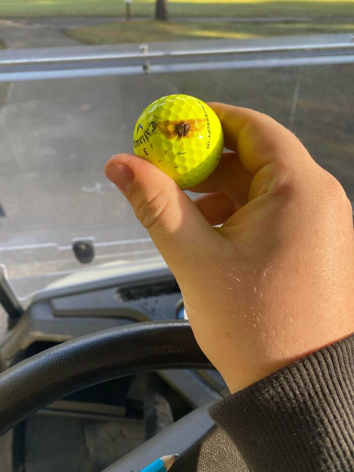 My Golf Ball Hit A Bug In Mid Air This Morning