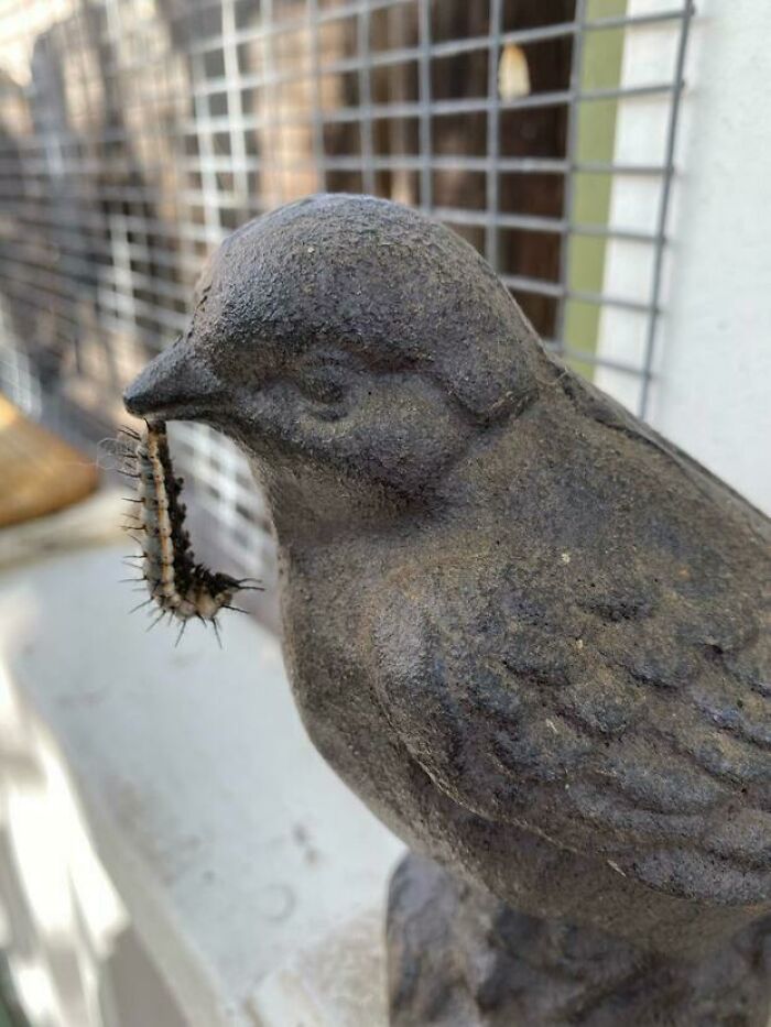 This Caterpillar Cocooning In A Beak Of A Cast Iron Bird Statue