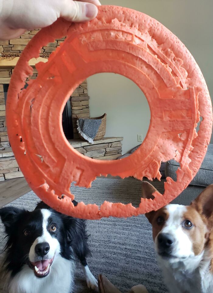 My Dogs' Nerf Frisbee. Still Their Favorite
