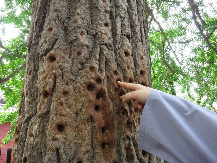 Holes Worn Into A Tree By Shaolin Monks Over Centuries Of Pressing Their Fingers Into The Bark To Train Their Finger Strength