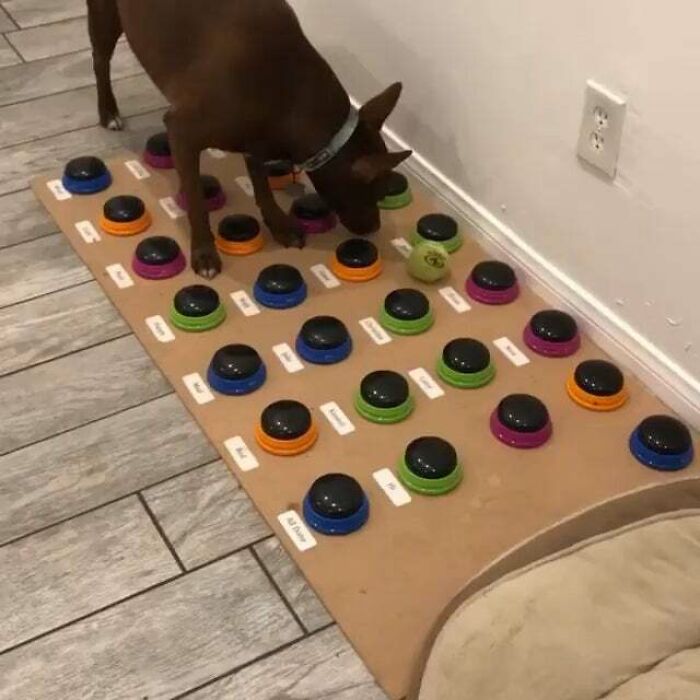 Dog Learns To Talk By Using Buttons That Have Different Words, Actively Building Sentences By Herself