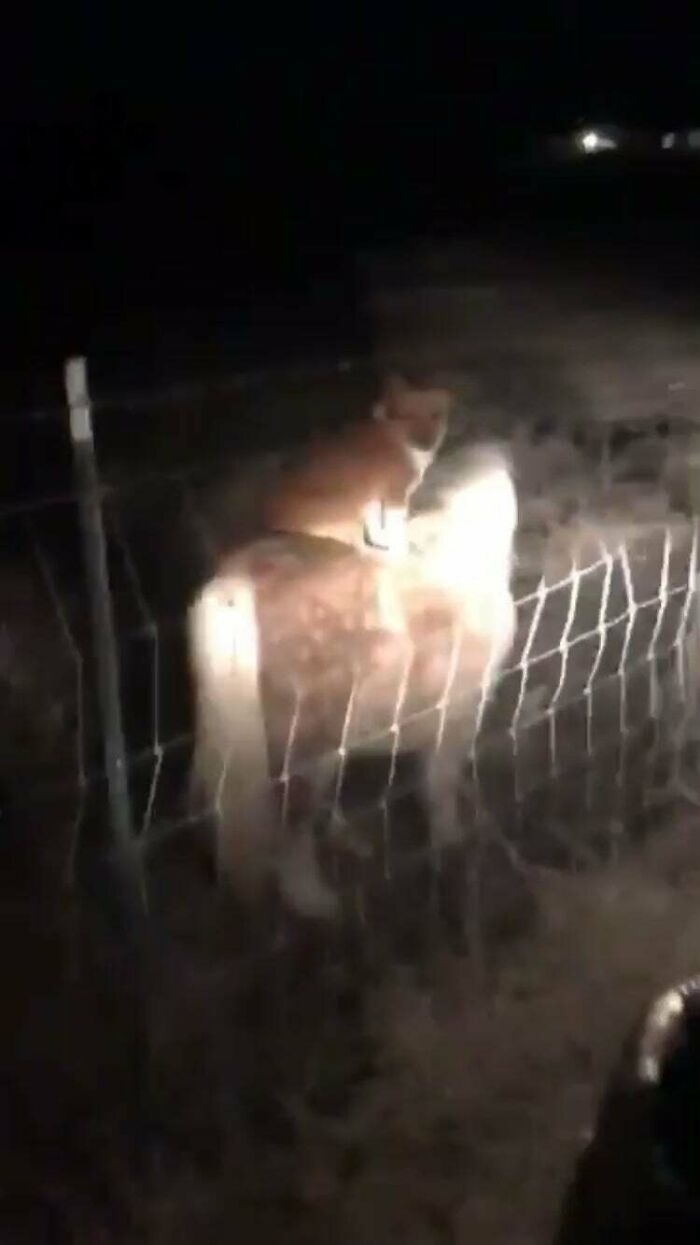 Neighbor's Corgi Was Sneaking Onto Her Property At Night And Riding Her Pony