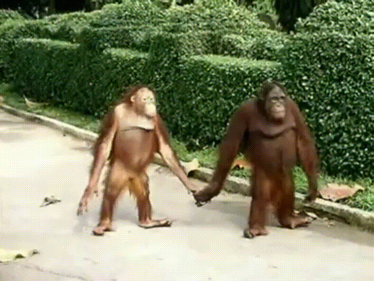Orangutan Couple Walking In Ho Chi Minh City, Vietnam