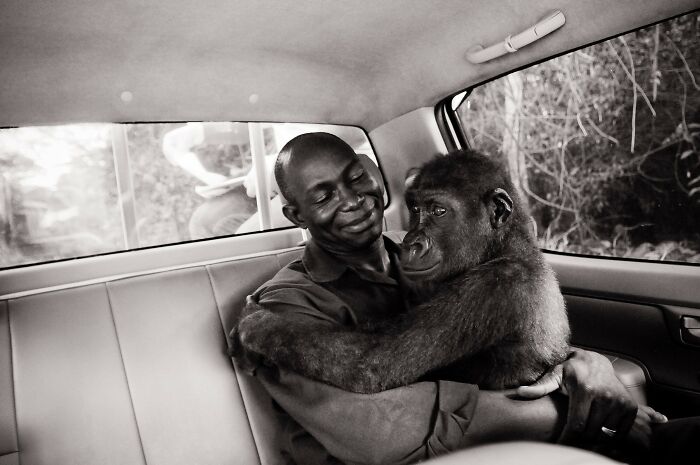 Pikin, A Gorilla Rescued From The Bushmeat Trade, Is Comforted By Her Caretaker Appolinaire On The Way To A Forest Sanctuary