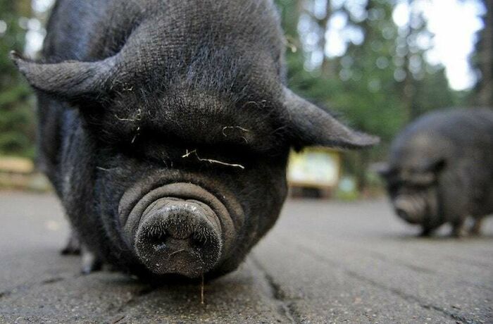 A Pig Named Lulu Saved Her Owner’s Life While The Owner Was Having A Heart Attack. The Pig Heard The Cries For Help, Forced Her Way Out Of The Yard And Ran Into The Road And ‘Played Dead’ To Stop The Traffic. A Driver Stopped And The Pig LED Him To The Trailer, He Heard The Woman And Called 911