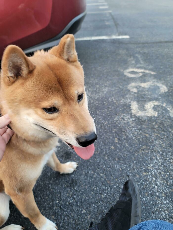 This Good Boi Got Lost And Greeted Me At My Car - Not My Dog And We Did Reunite With His Human