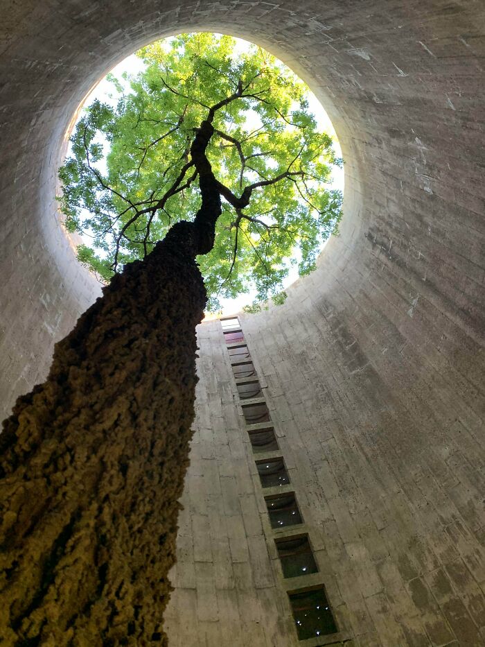Found This Beautiful Tree Growing Inside An Abandoned Silo While I Was Exploring