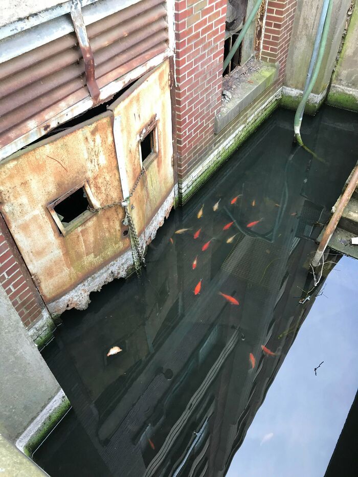Old Naval Base In Philadelphia Has An Abandoned Warehouse With A Flooded Basement Filled With Goldfish