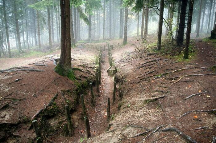 Wwi Trench In France's Red Zone, Or "Zone Rouge". Large Swathes Of The Western Front Were Declared Uninhabitable No Go Zones After The First World War, And Highly Toxic Environments Remain. But For Much Of The Red Zone, The Land Has Recovered Its Natural Life