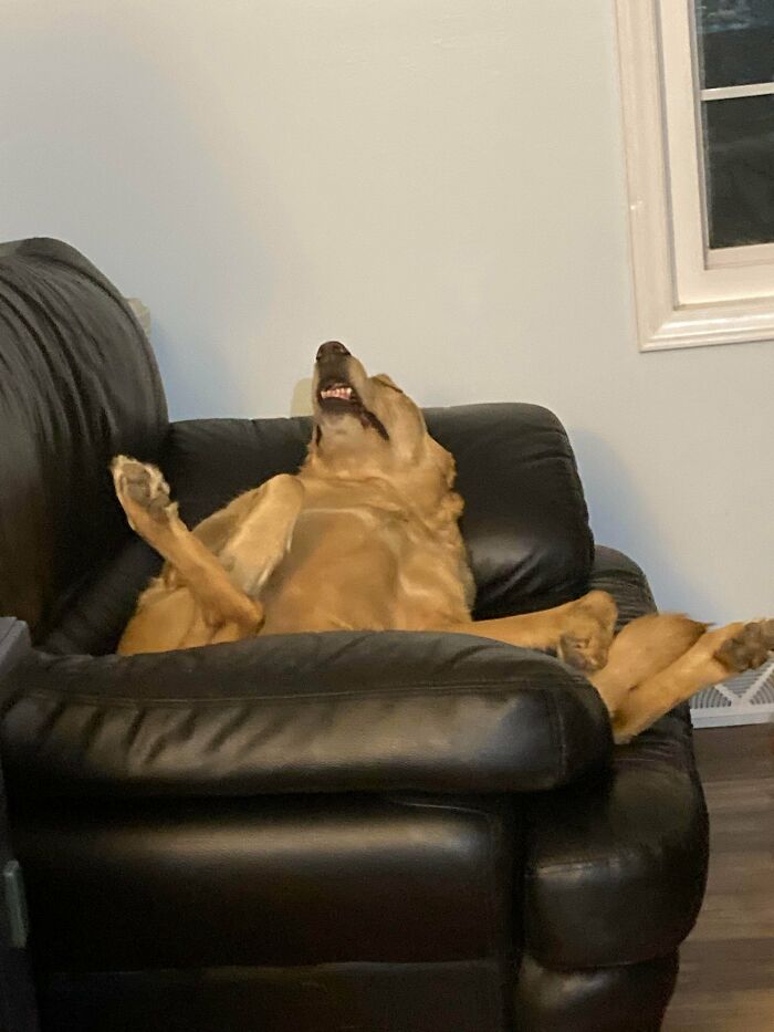 Mi madre me acaba de enviar esta foto de su perro durmiendo en el sofá