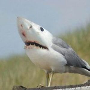 evans_alexandra avatar