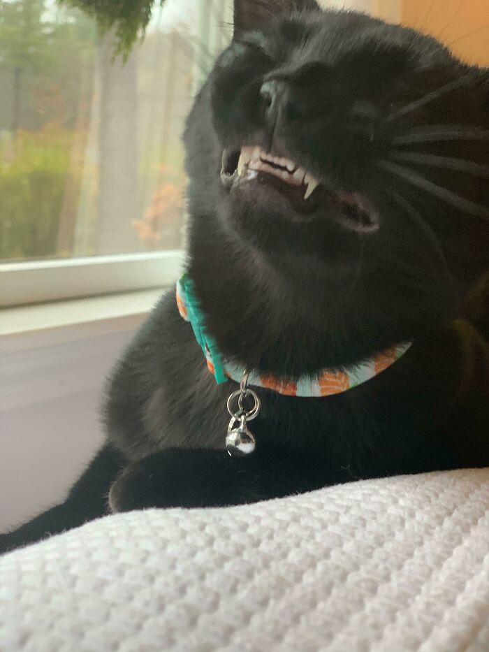 My Wife Got This Picture Of Our Cat, Peat. I Felt It Would Be Appropriate Here. “Cheese!”