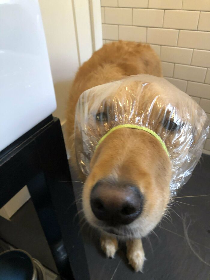 My Dog Gets Ear Infections Easily, So I Got Him A Shower Cap