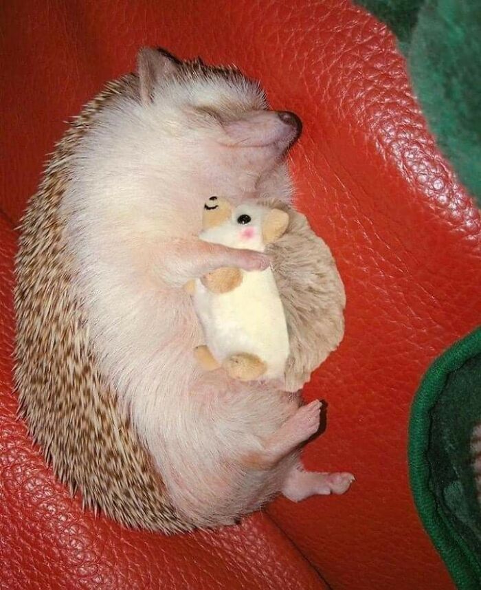 Hedgehog With Plushie