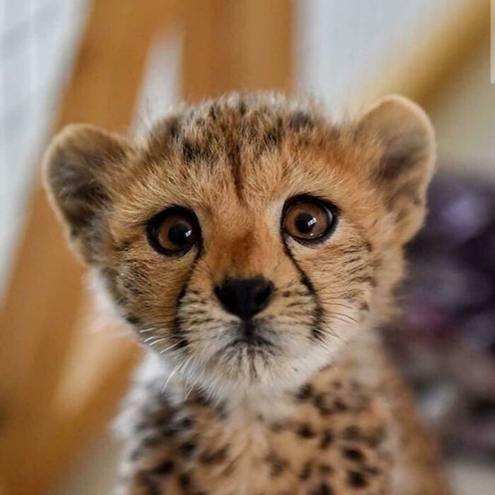 Un magnífico guepardo