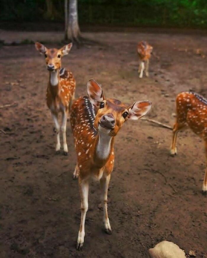 Some Adorable, Curious Baby Deer