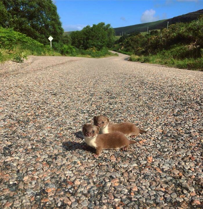 A Pair Of Young Stoats Crossing The Street