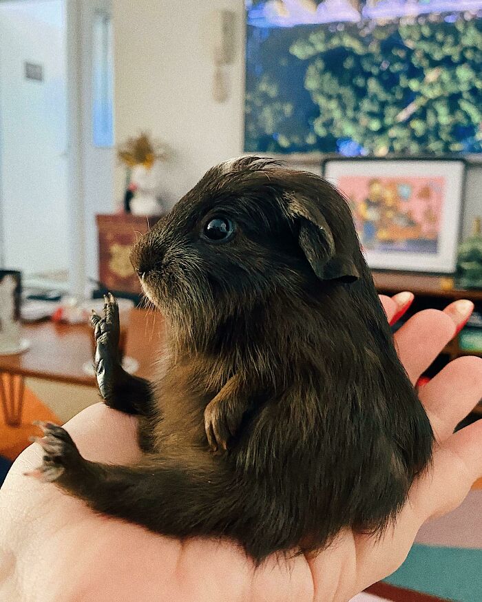 My 3 Week Old Guinea Pig, Pippin She’s A Bit Special