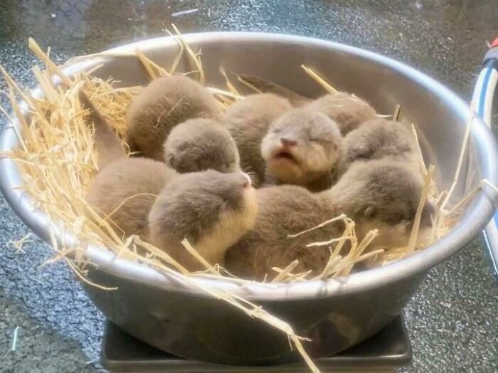 A Bowl Full Of Baby Otters!