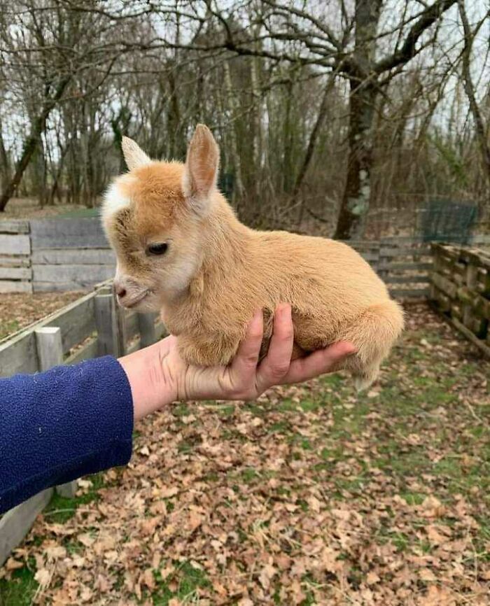 This Cute Goat Baby