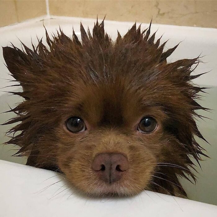 Doggo Looking Like A Bear After The Bath..