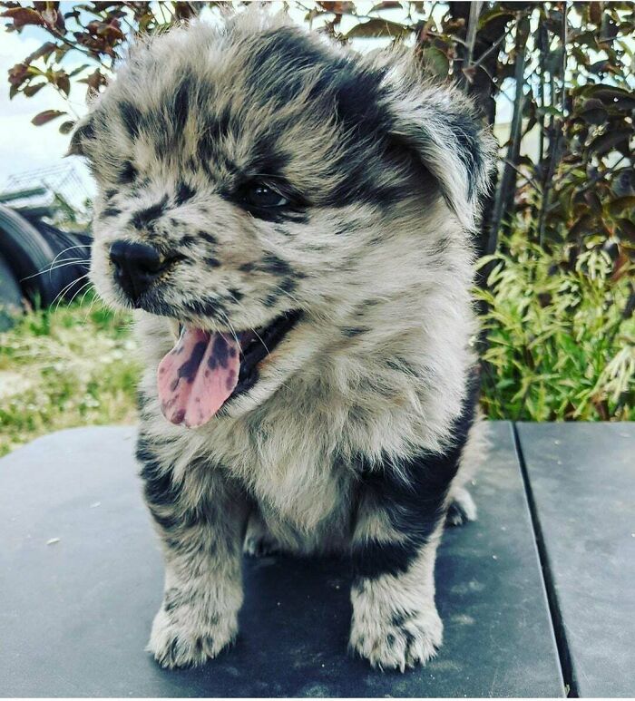 My Friend's New Puppy! Even Her Tongue Has Spots!