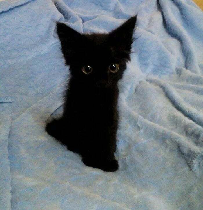 Un pequeño gatito negro que es lo mejor del mundo