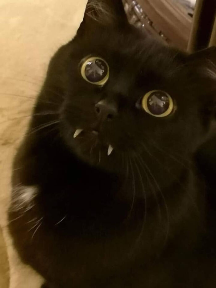 Un pequeño y adorable gatito vampiro