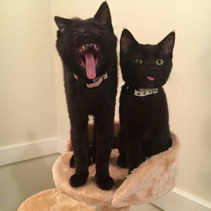 Estos dos gatos negros