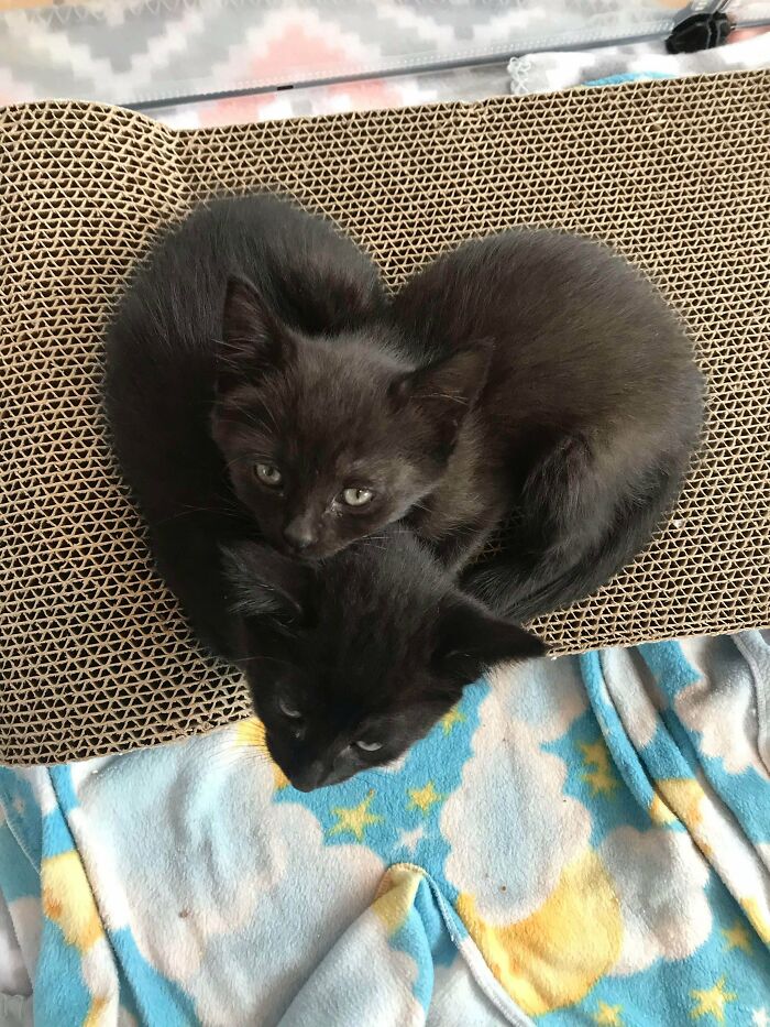 I Got The Cutest Photo Of These Two Foster Babies Several Weeks Ago