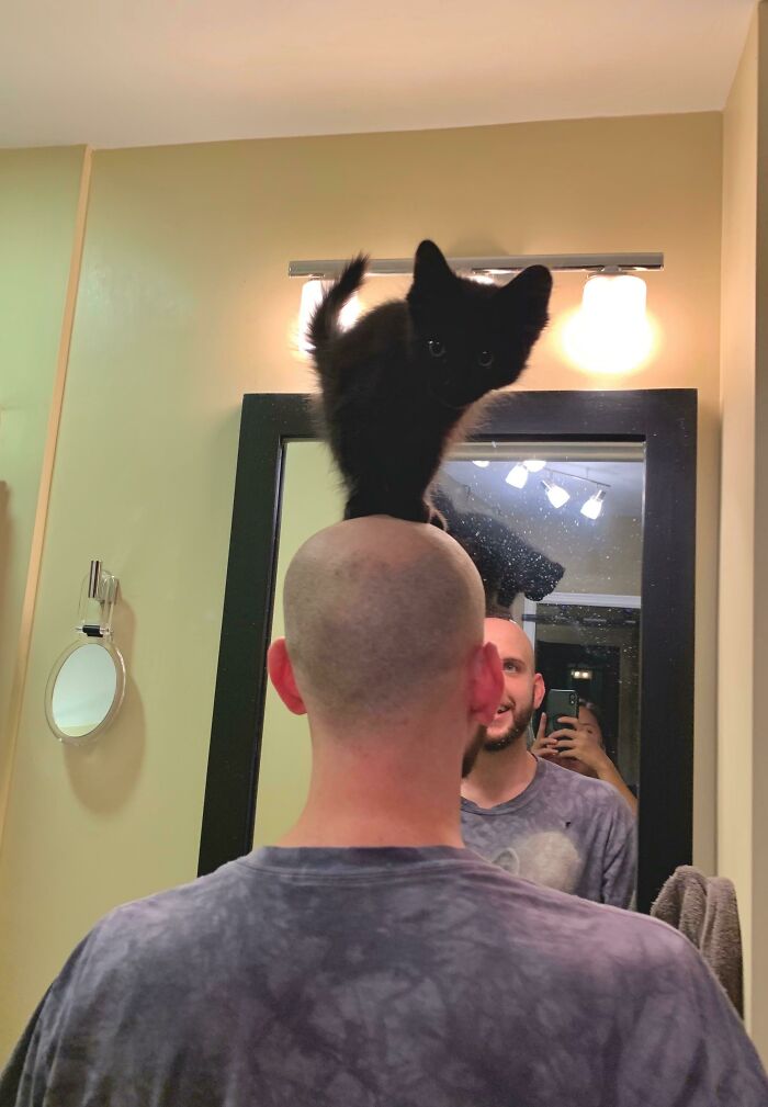 Training To Be A Shoulder Cat. She Doesn’t Quite Get It.