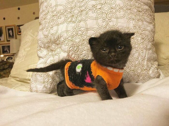 Is This Too Spooky For R/Aww?
