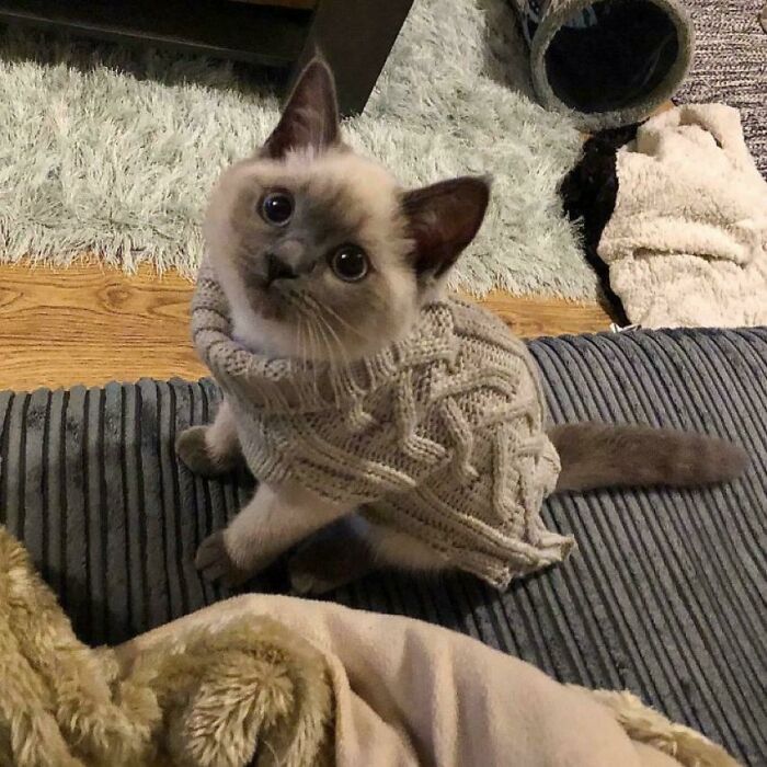 Just A Kitten Wearing A Cardigan, Nothing More