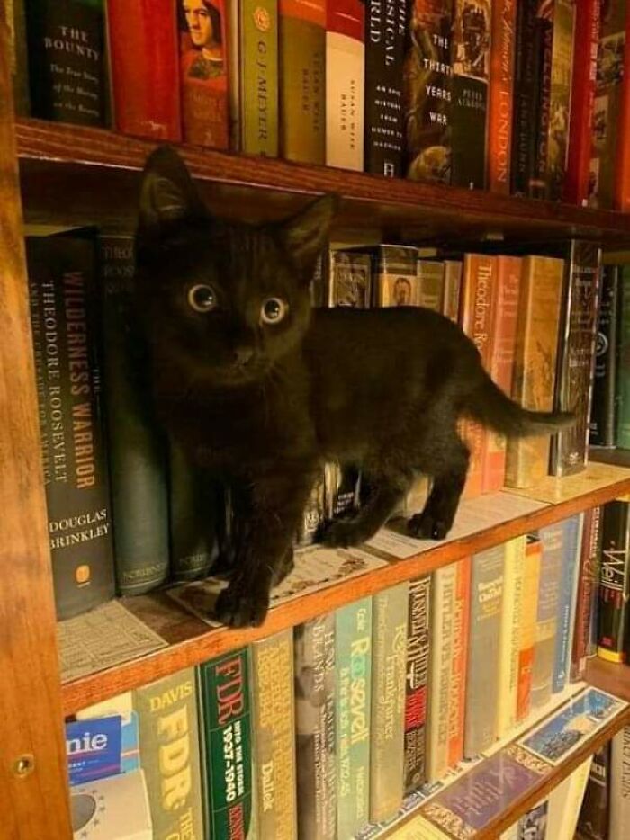 Here, Lemme Show You A Book On Cuteness