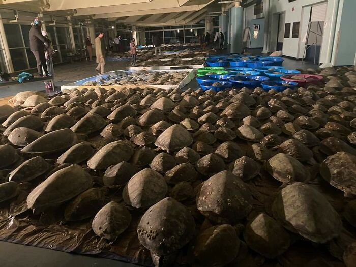 El frío ha aturdido a las tortugas marinas, hemos rescatado a 1500 hasta ahora... pero no hay electricidad para calentarlas