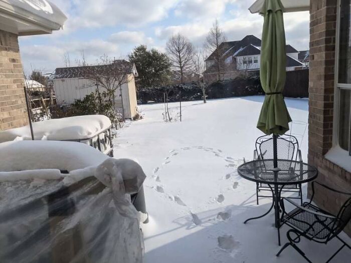 My Parents Let The Dog Go Outside After The Storm. These Are The Resulting Footprints