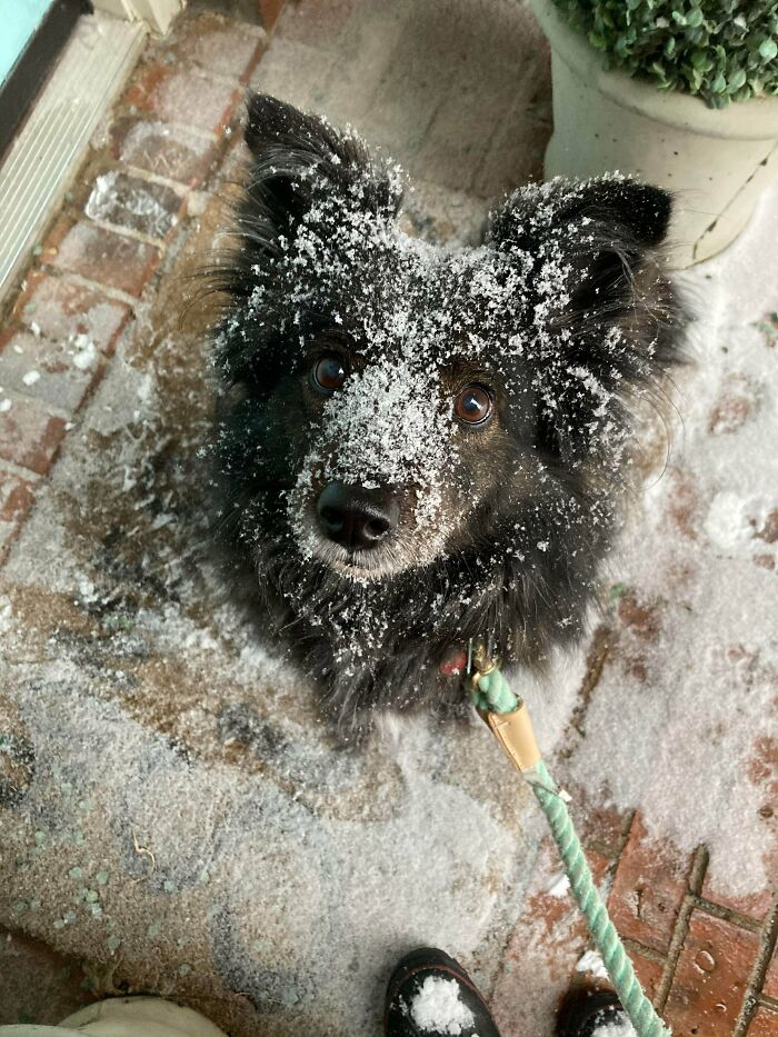 La mejor foto de mi perro, ha disfrutado de la nieve hoy