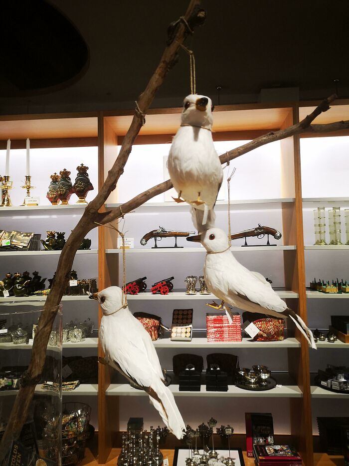 Cómo no vender pájaros en una tienda de museo
