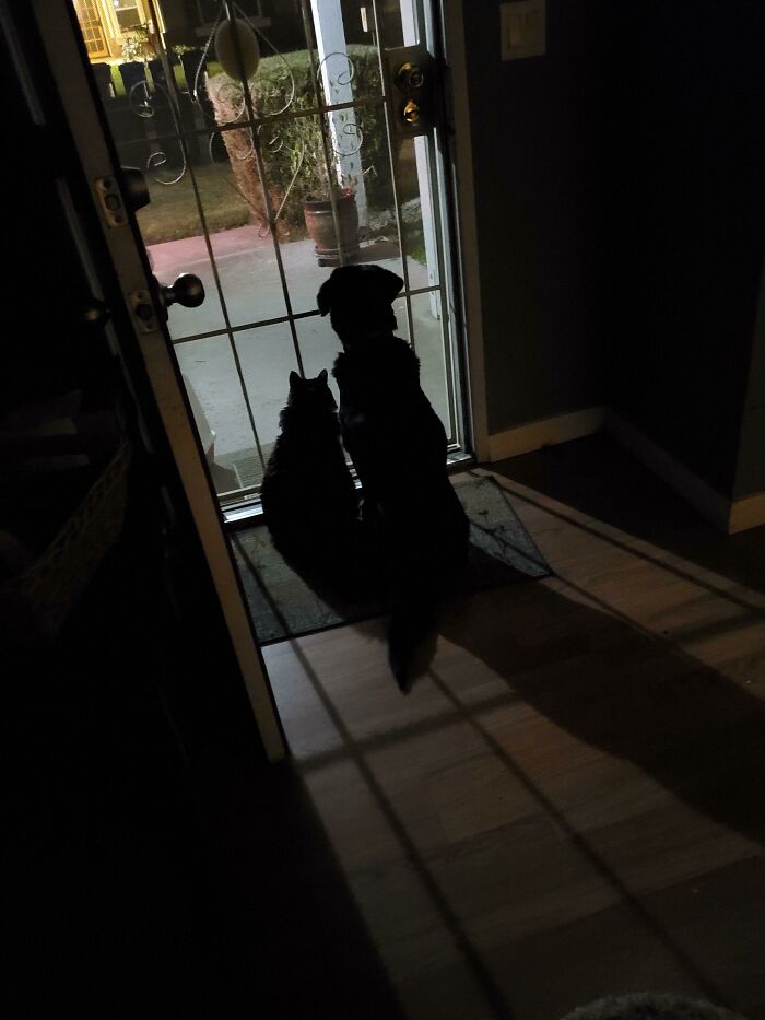 My Son Always Texts To Say He's On His Way Home. So I Open The Door, Letting His 17 Year Old Cat, And 16 Year Old Doggo Know That He's On His Way. This Is Them Waiting For Him. Thought It Was Adorable, And Wanted To Share