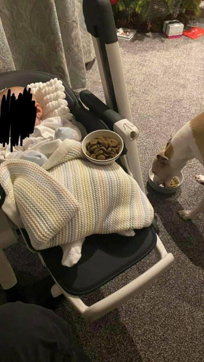 Su perro no ha comido bien desde que trajeron a su bebé a casa