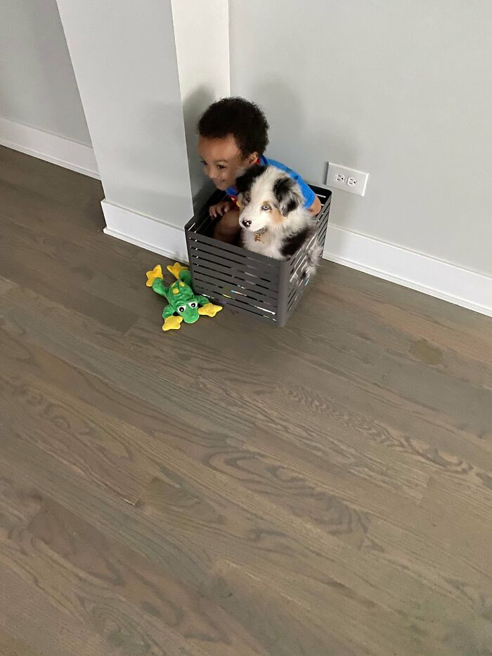 Sólo un niño y su nuevo perro