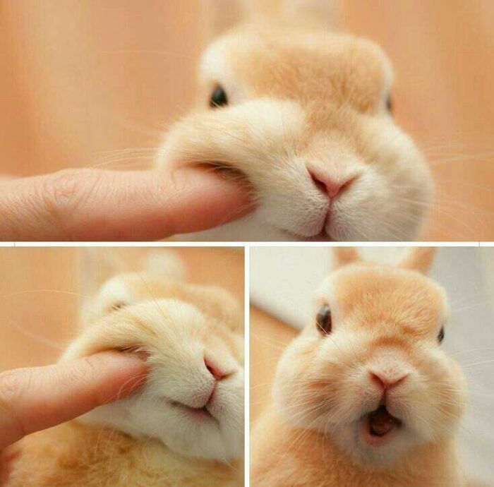 Bunny :hey No More Boop