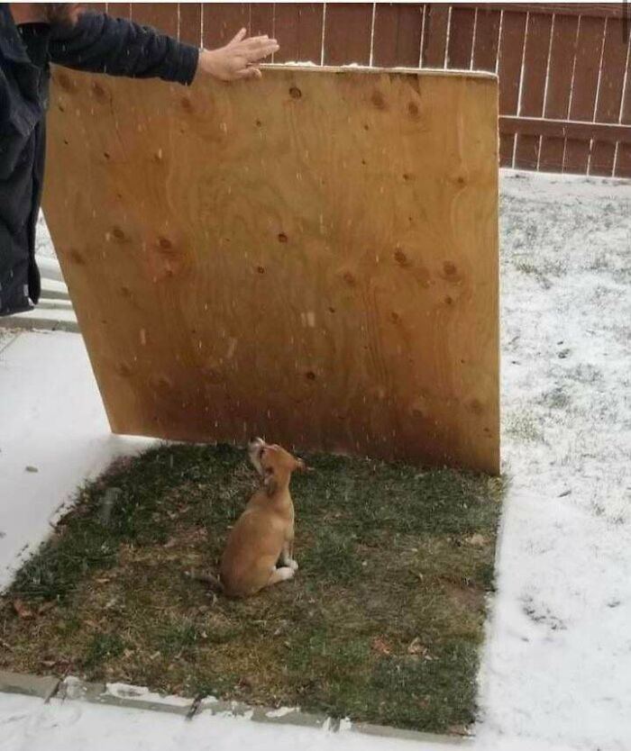 A la perrita no le gusta la nieve, su colega humano le pone madera contrachapada en invierno para que siempre tenga un lugar con hierba para hacer sus necesidades