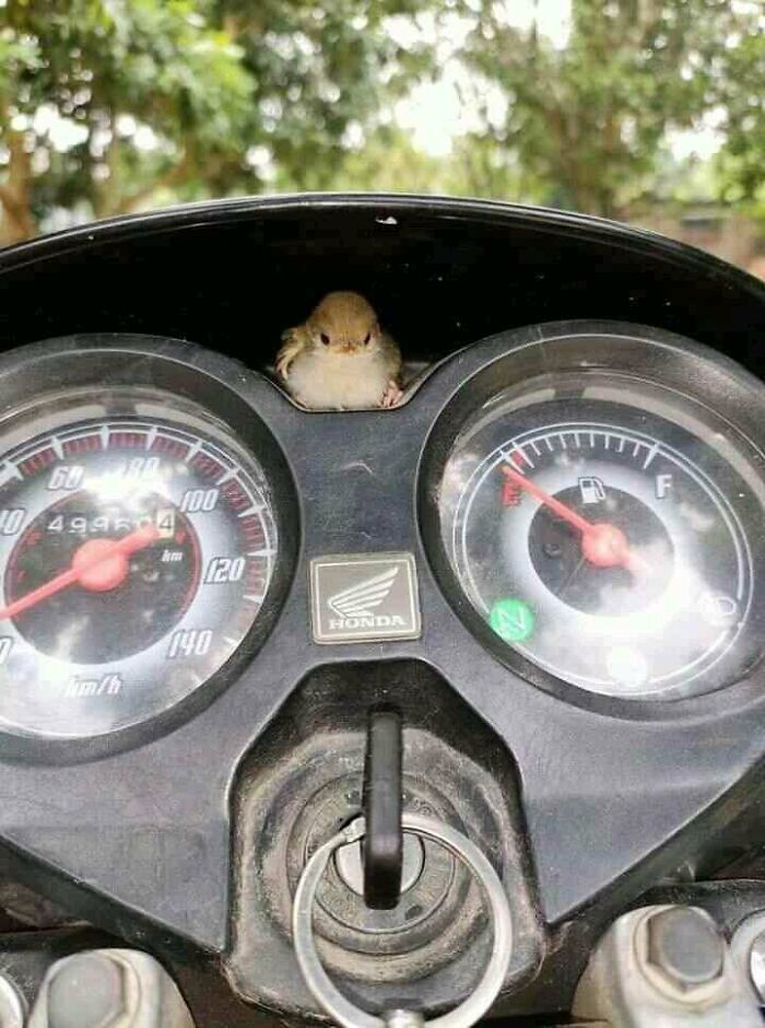  Encontré un pájaro en mi motocicleta
