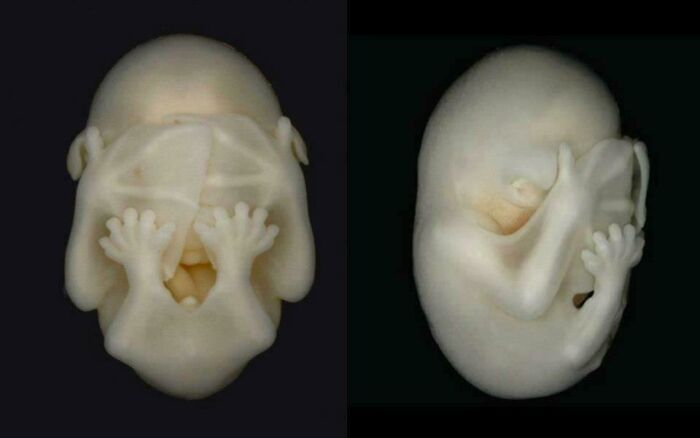 What A Bat In The Womb Looks Like