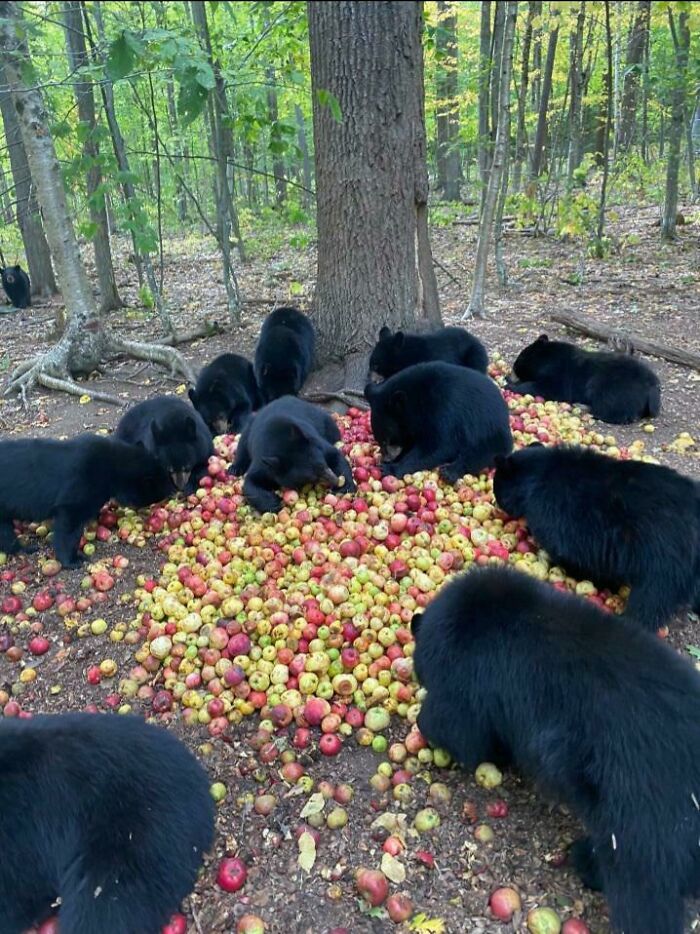 Just Some Bears Noming On Apples