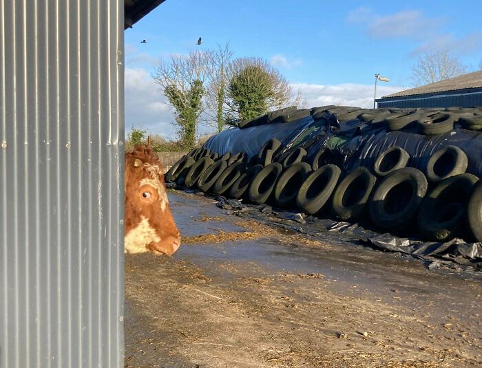 This Cow Looks A Bit Guilty